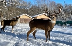 2022 buck