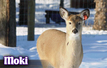 Doe Moki